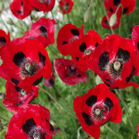 Lady Bird Poppy Seeds - Red Poppies Flower Seed