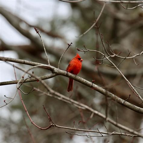 Illinois State Bird - Bird Watching Academy