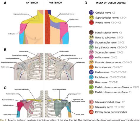 Phrenic Nerve Palsy and Regional Anesthesia for Shoulder Surgery ...