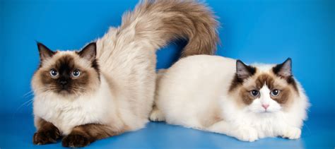 Ragdoll Cat Size: How Big Can They Get? Adult Size & Weight