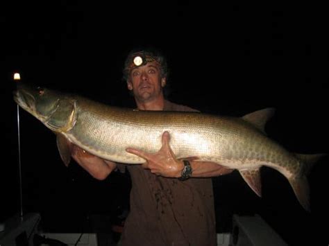 Muskie and Tiger Muskie Teeth: Facts You Need to Know – Rod And Net