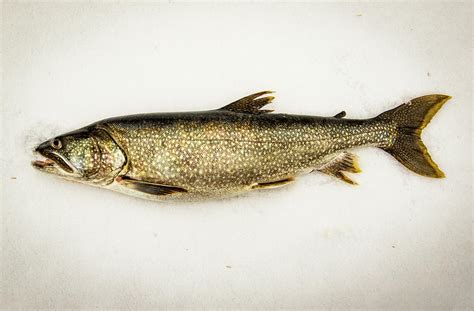 Portrait Of Lake Trout, Ely, Minnesota Photograph by Joel Sheagren ...