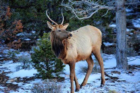 Grand Canyon: Wildlife | Arizona travel, Visit arizona, National parks