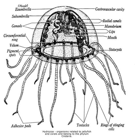 Hydrozoan Anatomy - Diagrams Of Hydrozoan Jellyfish in 2023 | Marine ...