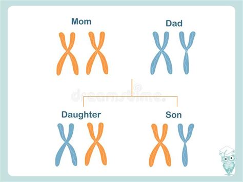 Scheme how X and Y chromosomes are passed on. Chromosomal definition of ...