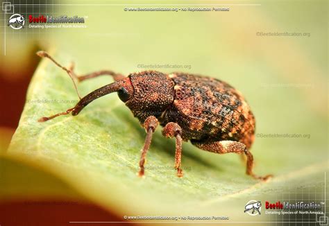 Acorn Weevil