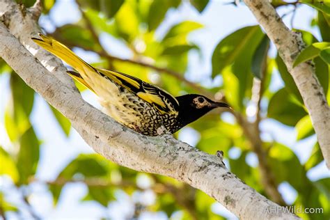 Regent Honeyeater – AHP Wild