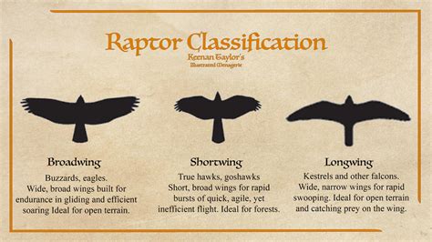 Raptor Classification by IllustratedMenagerie on DeviantArt