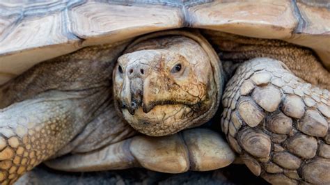 10 Tortoise Health Problems, Symptoms, & Treatments – The Turtle Hub