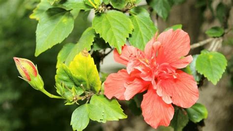 27 Rare Kinds of Hibiscus That Will Take Your Breath Away