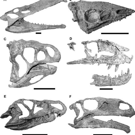 (PDF) The higher-level phylogeny of Archosauria (Tetrapoda: Diapsida)