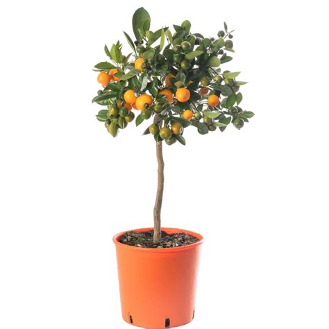 Orange Tree | Garden Citrus Fruit Tree | Free UK Delivery Over £50