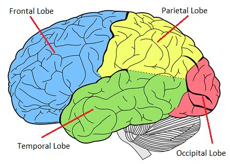 Prefrontal Cortex Development & Function | What is the Prefrontal ...