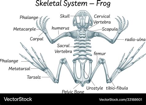 Frog Skeleton Clipart