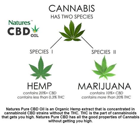 Hemp CBD Oil vs Marijuana - Nature's Pure CBD Oil