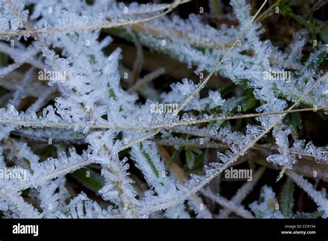 Hoar frost macro hi-res stock photography and images - Alamy