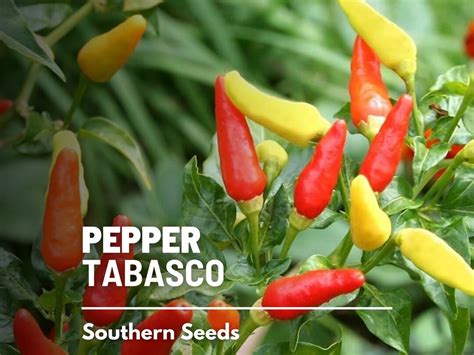 Pepper, Tabasco 50 Seeds Heirloom Vegetable Non-gmo Very Spicy Ideal ...