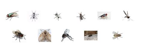 What Are The Tiny Flies In My Bedroom | www.resnooze.com