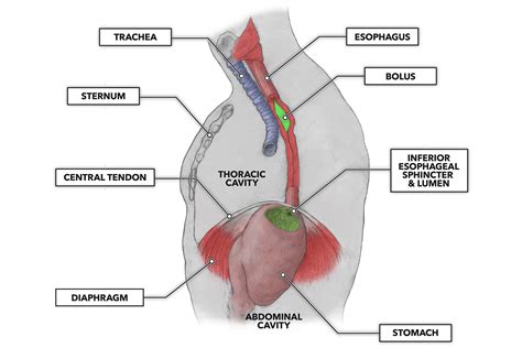 Esophagus Sphincter Anatomy