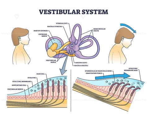 Vestibular system anatomy and inner ear medical structure outline ...