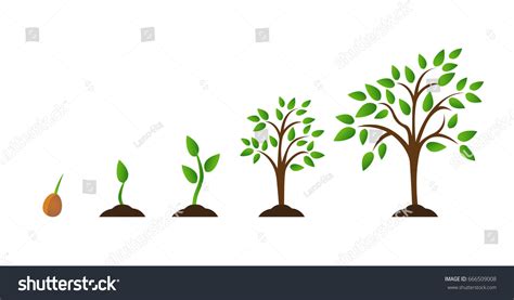 597 Tree growth animation Images, Stock Photos & Vectors | Shutterstock