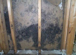 All You Need to Know About How To Remove Mold From Inside Walls