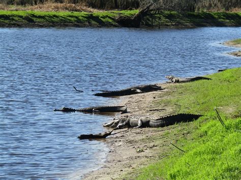 Myakka River State Park - map, photos and other informations