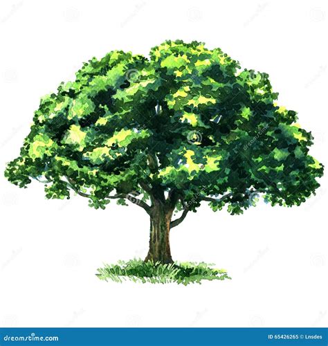 Green Tree Oak Isolated On White Background Stock Illustration - Image ...