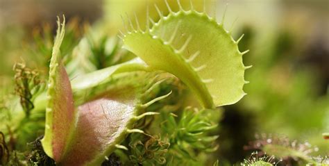 Endangered Species of Plants: Why Their Protection Matters | GVI | GVI