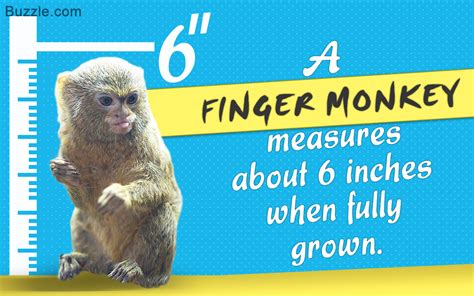 Fun Facts About Finger Monkeys, World's Smallest Living Primates