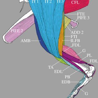 (a) Simplified phylogeny for Archosauria modified from Nesbitt [16 ...