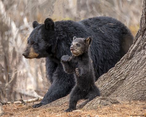 Black Bear Cubs | Naturally Curious with Mary Holland