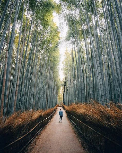 Sagano Bamboo Forest In Kyoto, Japan