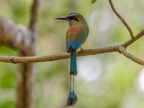 Turquoise-Browed Motmot: The National Bird of El Salvador - A-Z Animals