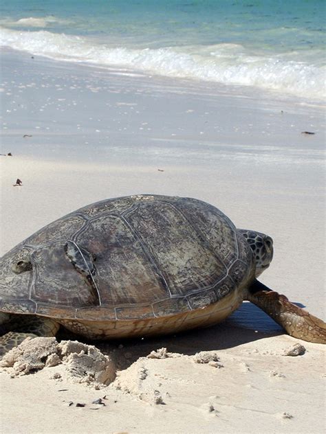 Green Sea Turtle On Beach