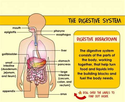 Esophagus Function