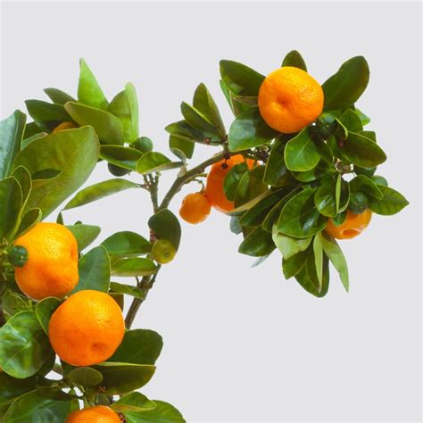 Sweet Orange Tree | Citrus Sinensis | Outdoor Plant Delivered | Patch