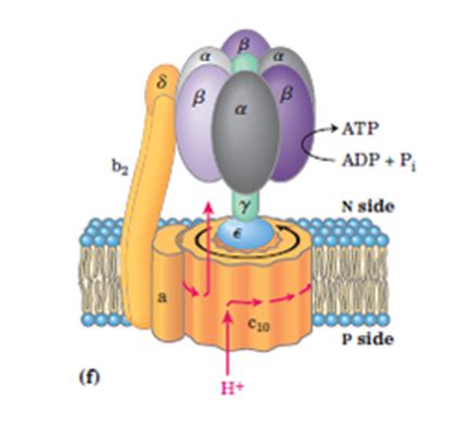 structure and mechanism of ATP synthase - Nilesh