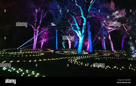 Christmas Light Trail, Botanic Gardens, Edinburgh Stock Photo - Alamy