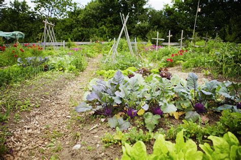 How to Prepare a Fall Vegetable Garden