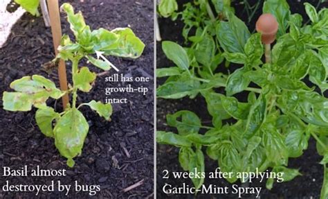 You will love these Organic Pest Control Garden Spray Recipes that ...