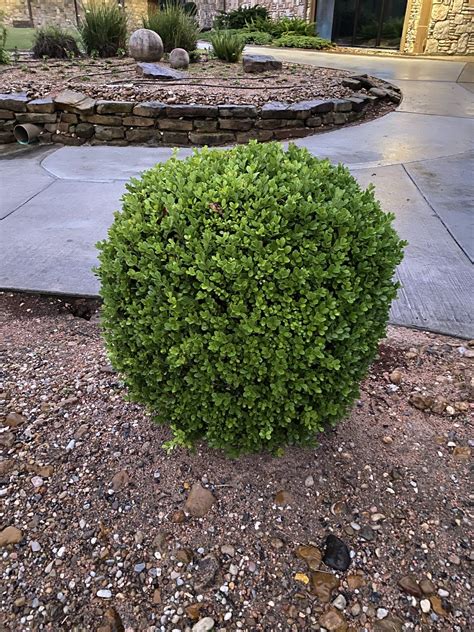 'JAPANESE' BOXWOOD-GROWERS OUTLET WILLIS, TEXAS - Growers Outlet Willis ...