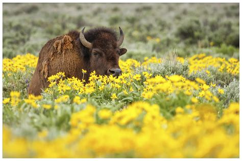 Wildlife to Watch in Yellowstone National Park