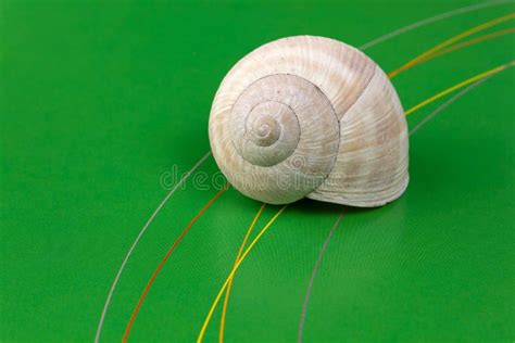 Snail Shell on a Green Background Stock Photo - Image of blur, curved ...