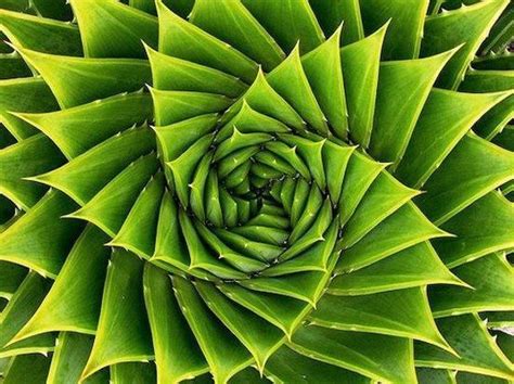 The Fibonacci Spiral | Sacred Geometry