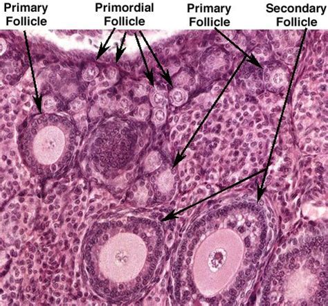 Oocyte development | Medicine notes, Science notes, Reproductive system