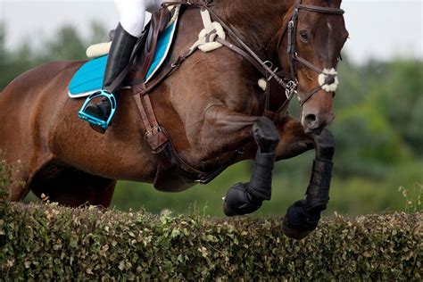 Inside Look: Horse Show Jumping Course Design and Strategy - Horse Rookie