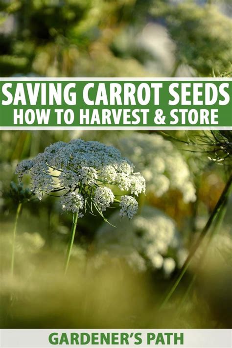 How to Harvest and Save Carrot Seeds | Gardener’s Path