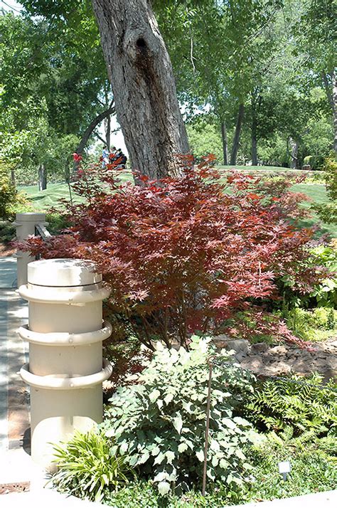 Purple Ghost Japanese Maple (Acer palmatum 'Purple Ghost') in ...