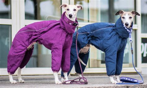 Best Whippet Coats for Winter on Amazon - Spoiled Hounds